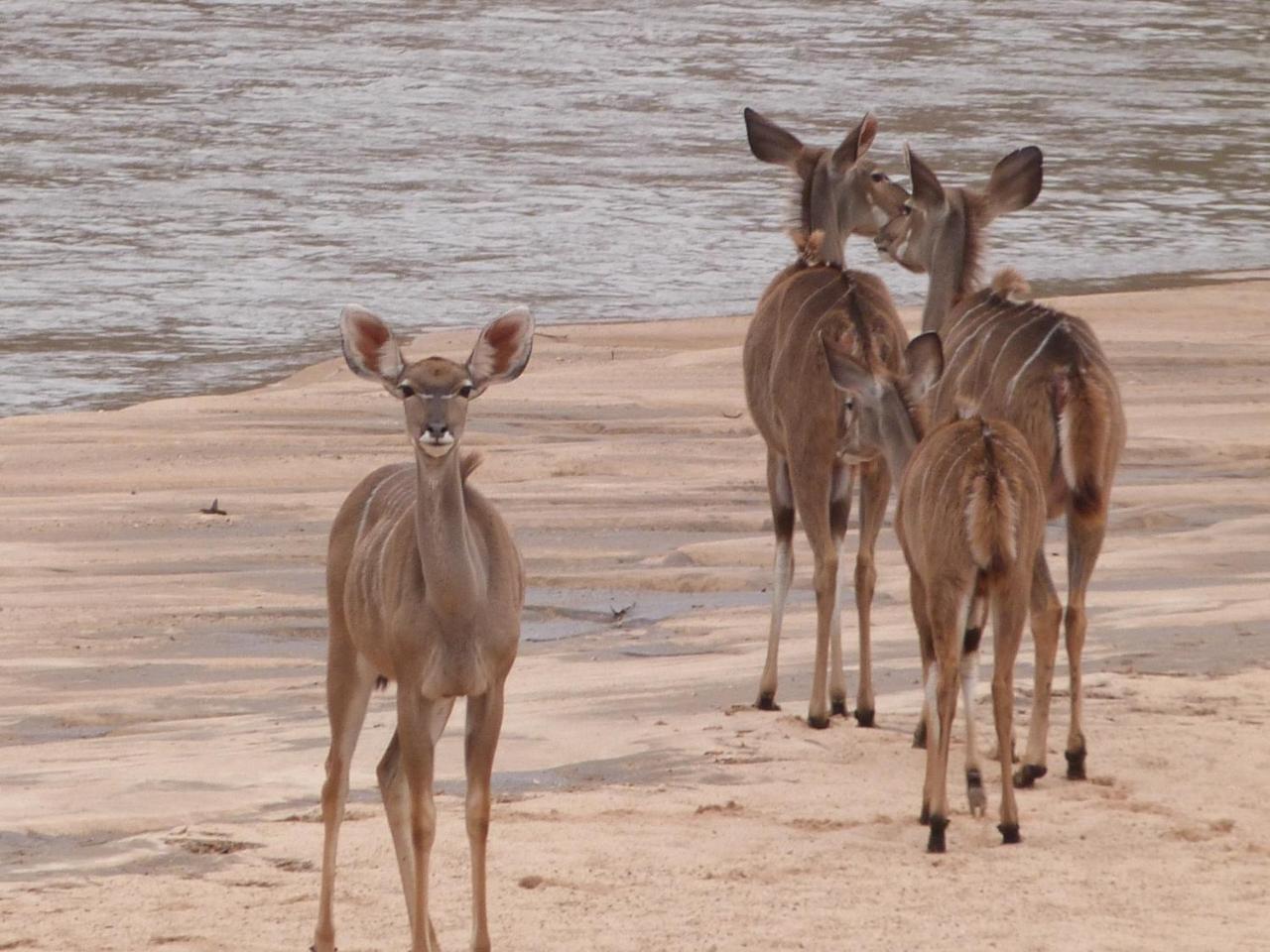 Woodlands Stop Over&Lodge Francistown Eksteriør billede