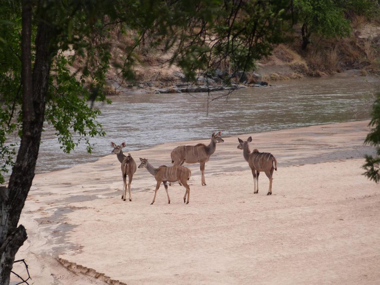 Woodlands Stop Over&Lodge Francistown Eksteriør billede